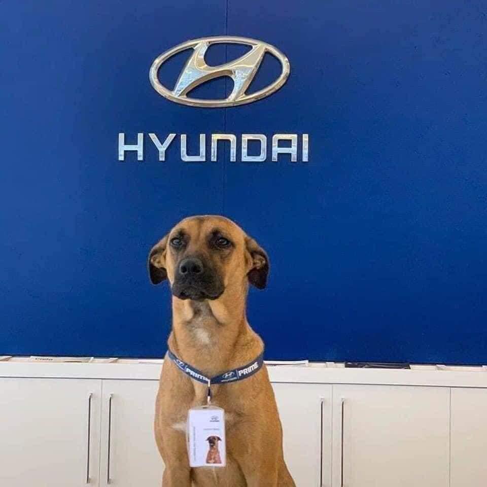 كلب من البرازيل يصبح موظفا في شركة توكيل شهيرة للسيارات