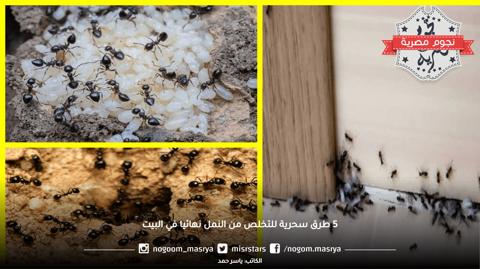 5 طرق سحرية للتخلص من النمل نهائيا في البيت