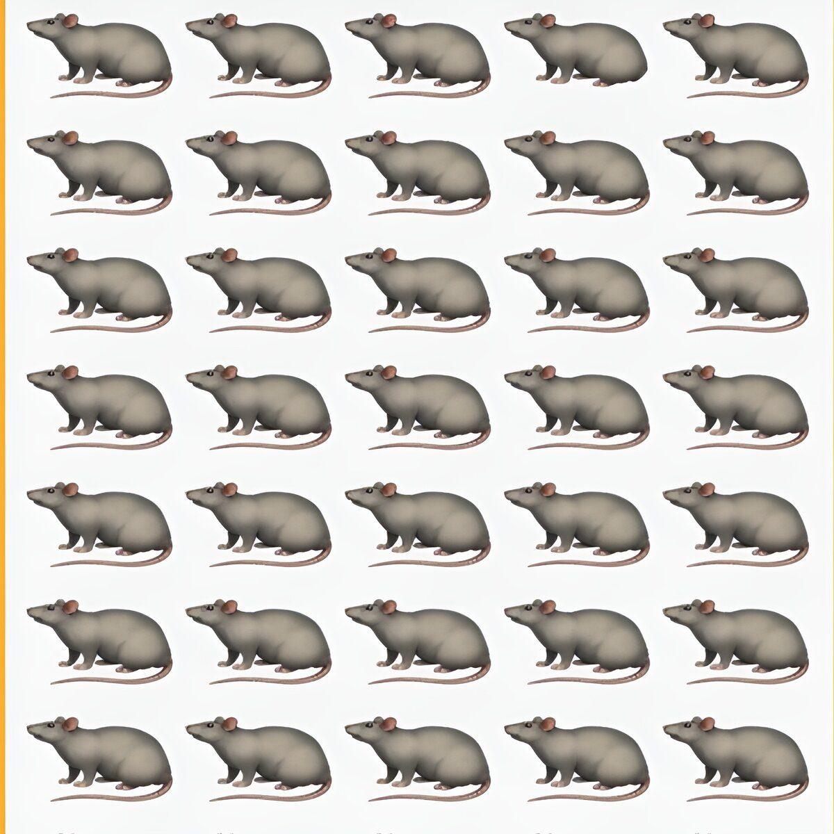 لغز الفأر الشقي.. هل يمكنك الحصول على الفأر المختلف في هذه الصورة التي أمامك خلال 15 ثانية فقط؟!