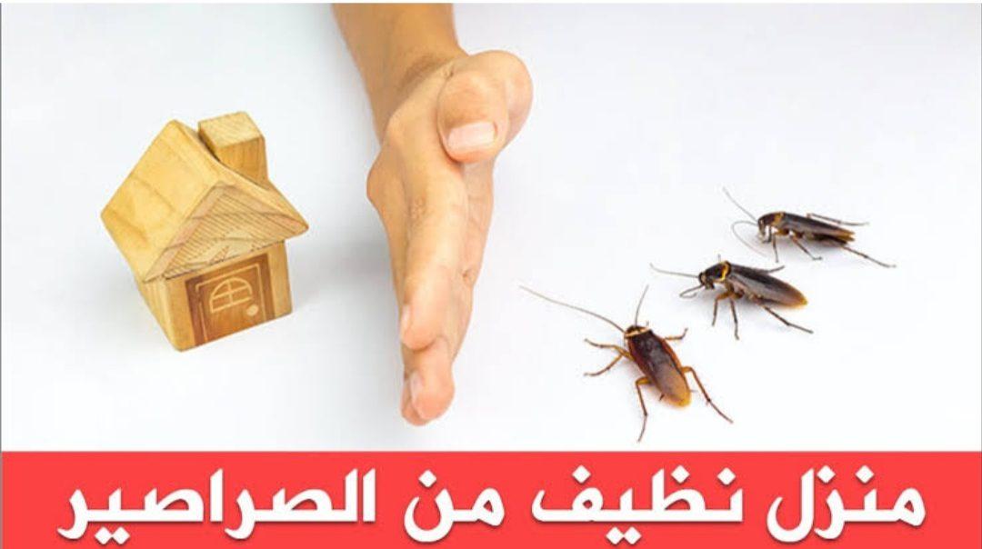 طريقة تنظيف المنزل من الصراصير والحشرات الضارة نهائيا بدون رجوعها مرة أخرى