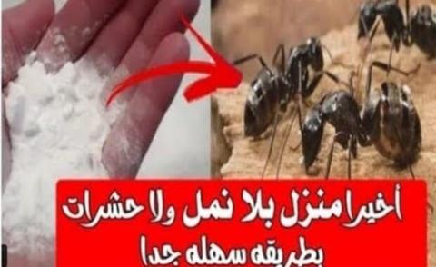 4 وصفات للقضاء على النمل والصراصير نهائياً في المنزل