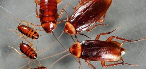 سبب انتشار الصراصير الكبيرة في المنزل ومتى تصبح خطيرة؟