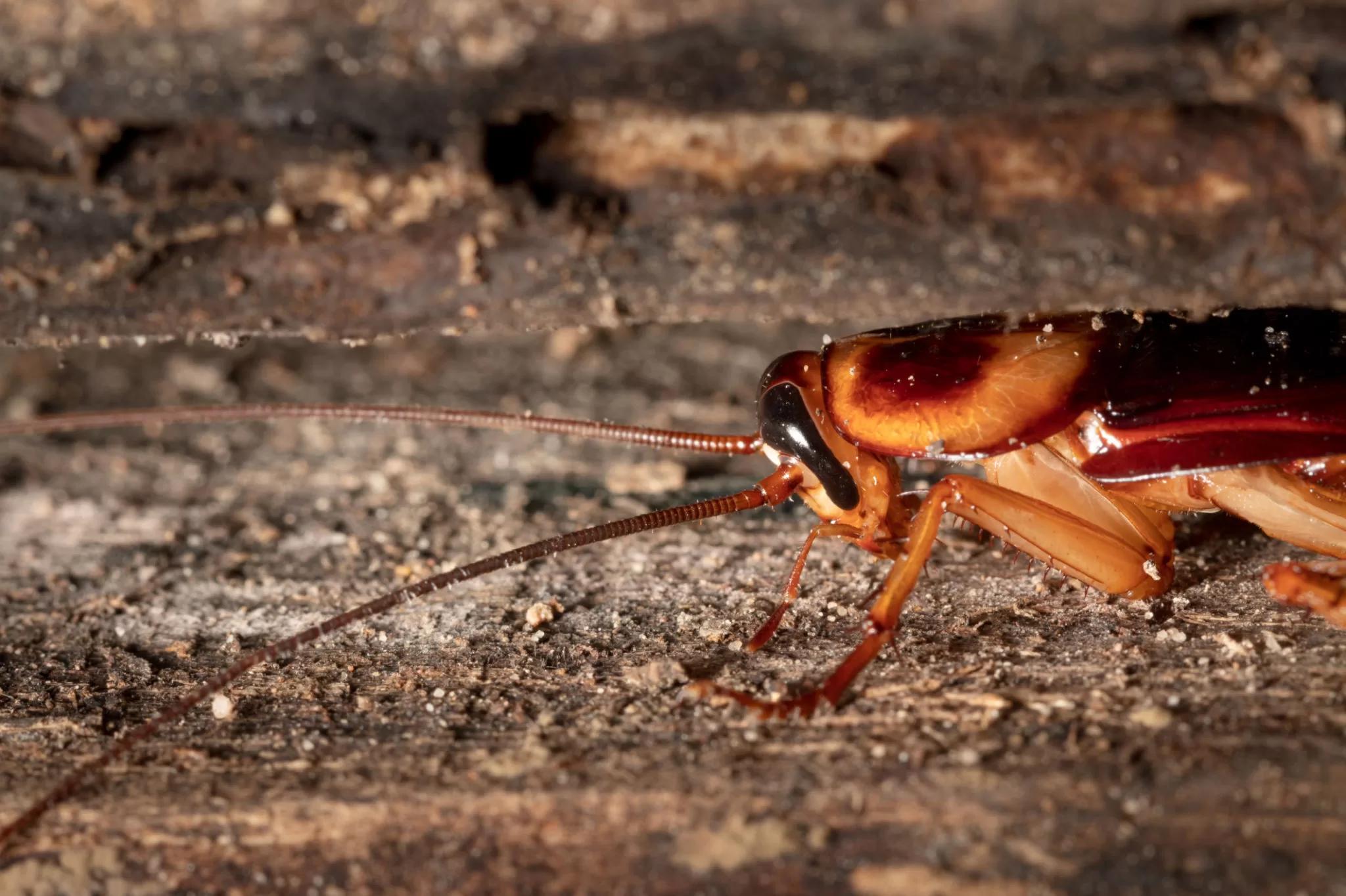 هل الكلور يقتل الصراصير؟ تعرف على طريقة القضاء على الصراصير بدون استخدام المبيدات