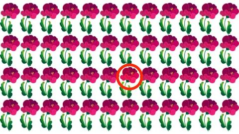 لغز لأقوياء النظر والملاحظة.. هل يمكنك اكتشاف الوردة المختلفة في الصورة خلال 9 ثوان أو أقل؟
